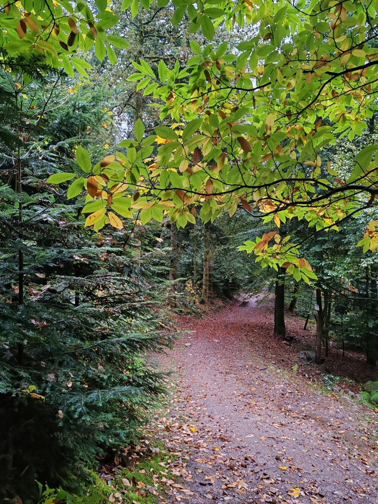 Théorie Polyvagale : le secret pour apaiser votre stress