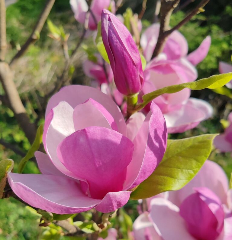 fleur rose en floraison à côté d'une fleur fermée