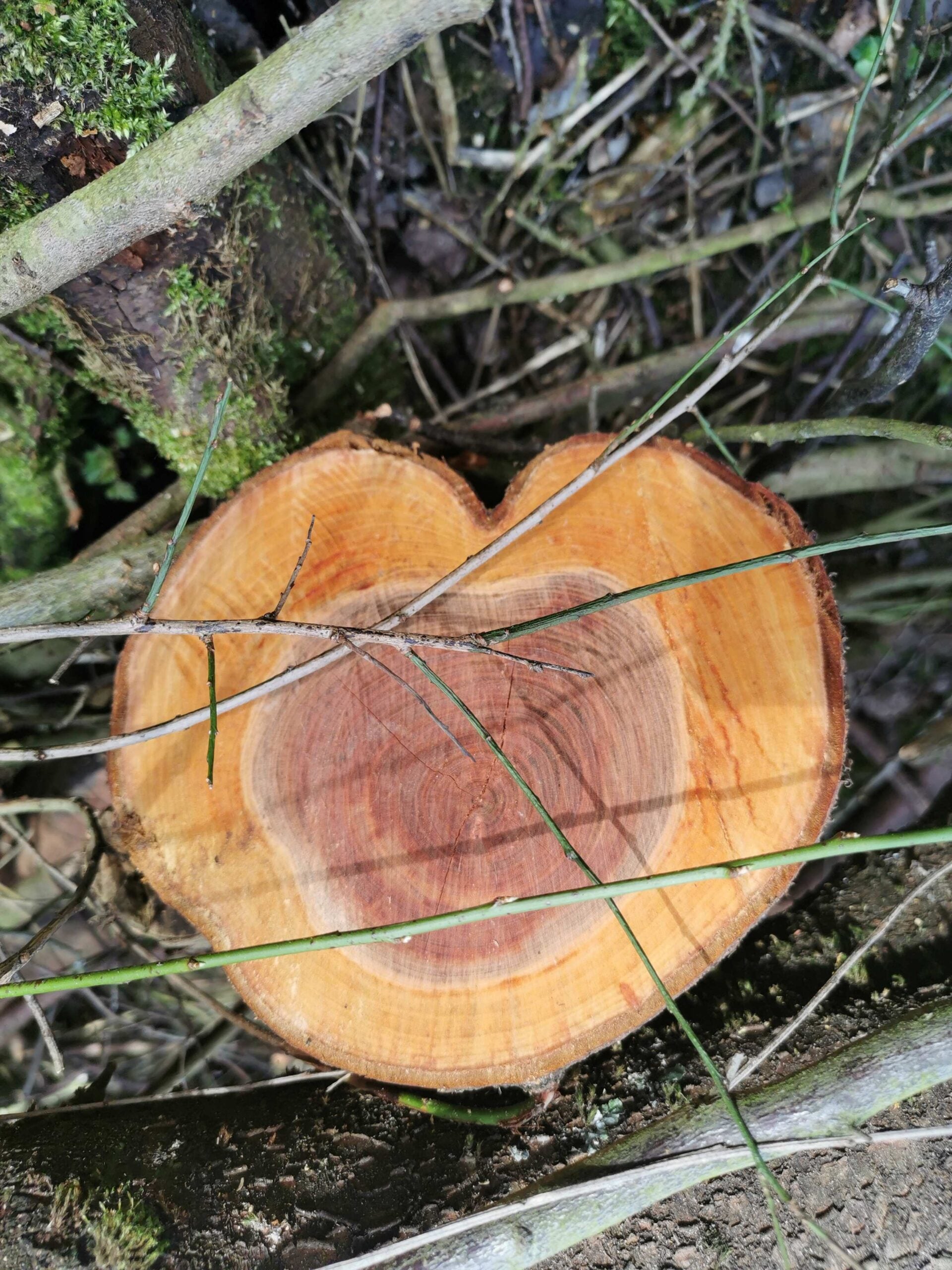 un tronc d'arbre en forme de coeur