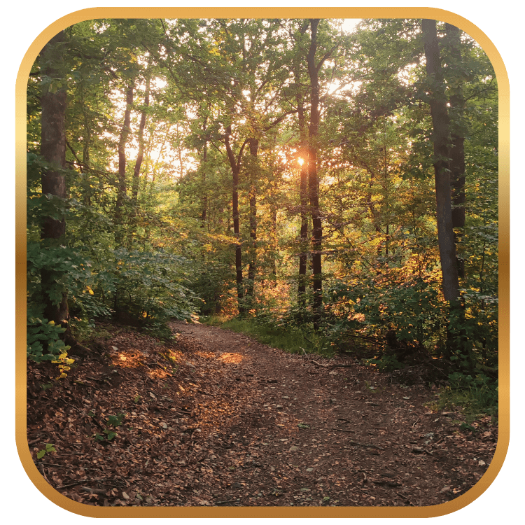 sol jonché de feuilles d'automne dans une forêt avec coucher de soleil entre les arbres
