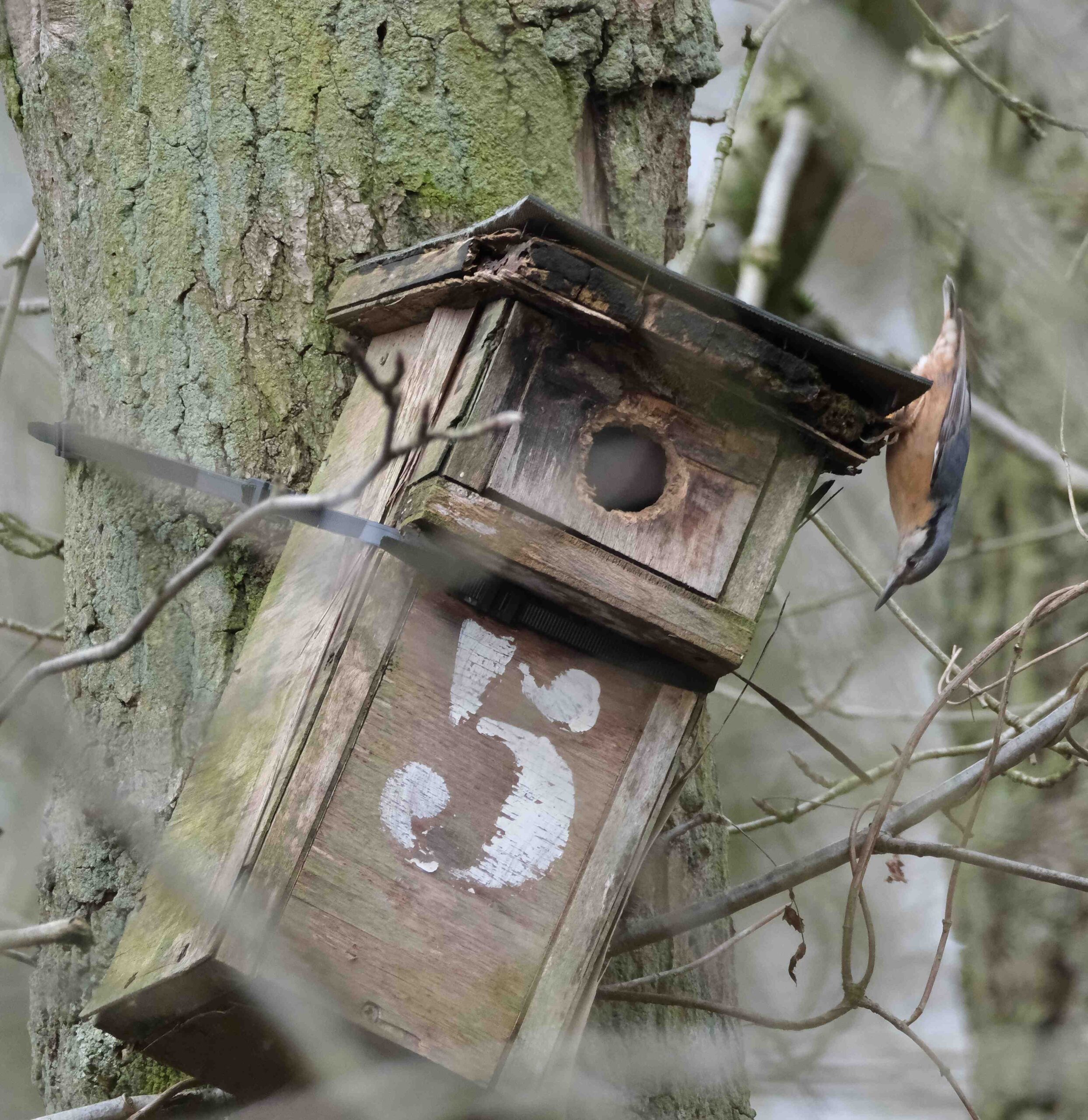 oiseau sitelle à l'envers sur un nichoir